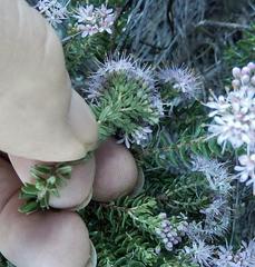 Agathosma dielsiana