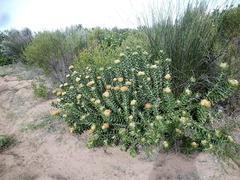 Leucospermum praecox
