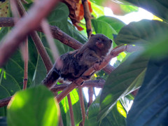 Cebuella niveiventris