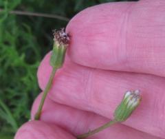 Senecio rhyncholaenus