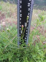 Senecio rhyncholaenus