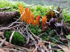 Calocera viscosa