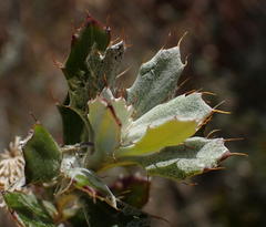 Berkheya coriacea
