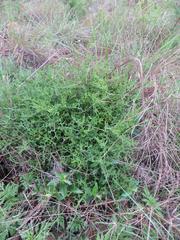 Senecio rhyncholaenus