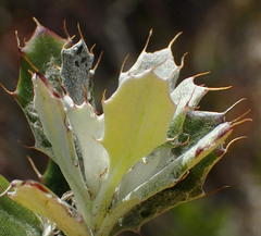 Berkheya coriacea