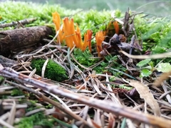 Calocera viscosa