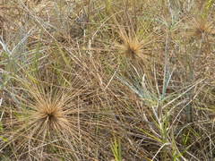 Spinifex