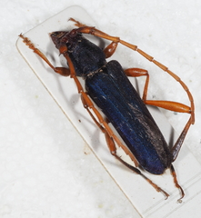 Jonthodina sculptilis