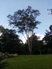 Albizia niopoides