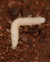 Epiplastocerus mirandus