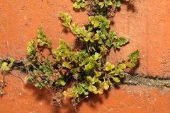 Asplenium ruta-muraria