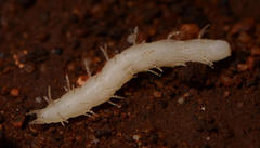 Epiplastocerus mirandus