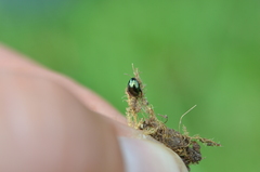 Apteropeda