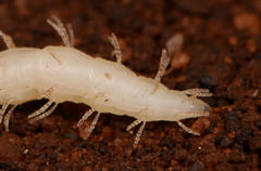 Epiplastocerus mirandus