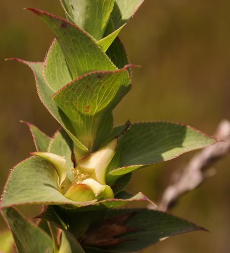 Cliffortia denticulata