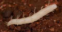 Epiplastocerus mirandus