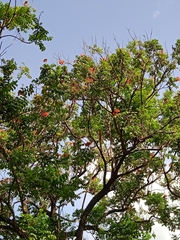 Erythrina poeppigiana