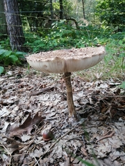 Macrolepiota procera