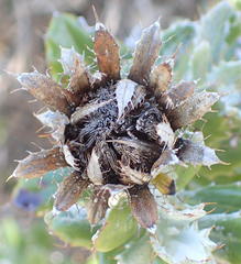 Berkheya coriacea