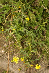 Senecio squalidus
