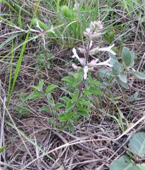 Syncolostemon pretoriae