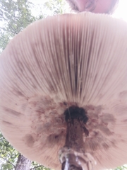 Macrolepiota procera