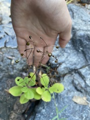 Talinum paniculatum