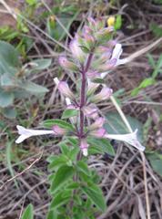Syncolostemon pretoriae