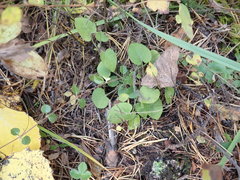 Viola rupestris