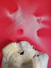 Clitocybe phyllophila