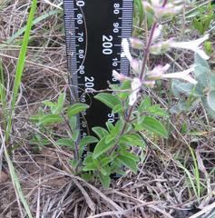 Syncolostemon pretoriae