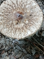 Macrolepiota procera