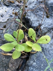 Talinum paniculatum