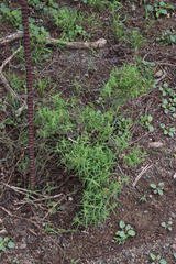 Delosperma testaceum