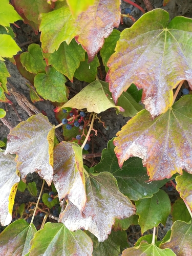 Parthenocissus tricuspidata image