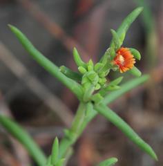 Delosperma testaceum