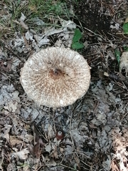 Macrolepiota procera