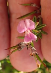 Indigofera concava