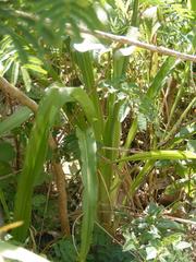 Chlorophytum krookianum