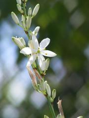Chlorophytum krookianum