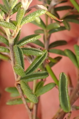 Indigofera concava
