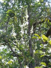 Chlorophytum krookianum