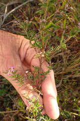 Indigofera concava