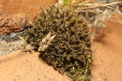 Campylopus introflexus