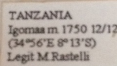 Jonthodina sculptilis