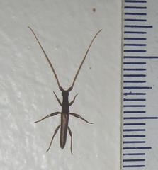 Listrocerum aeolis