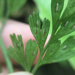 Asplenium wilfordii wilfordii