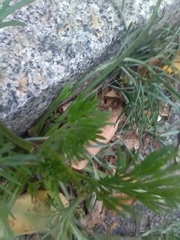 Artemisia campestris