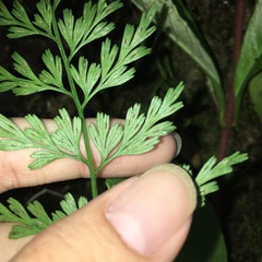 Asplenium wilfordii wilfordii
