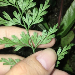 Asplenium wilfordii wilfordii